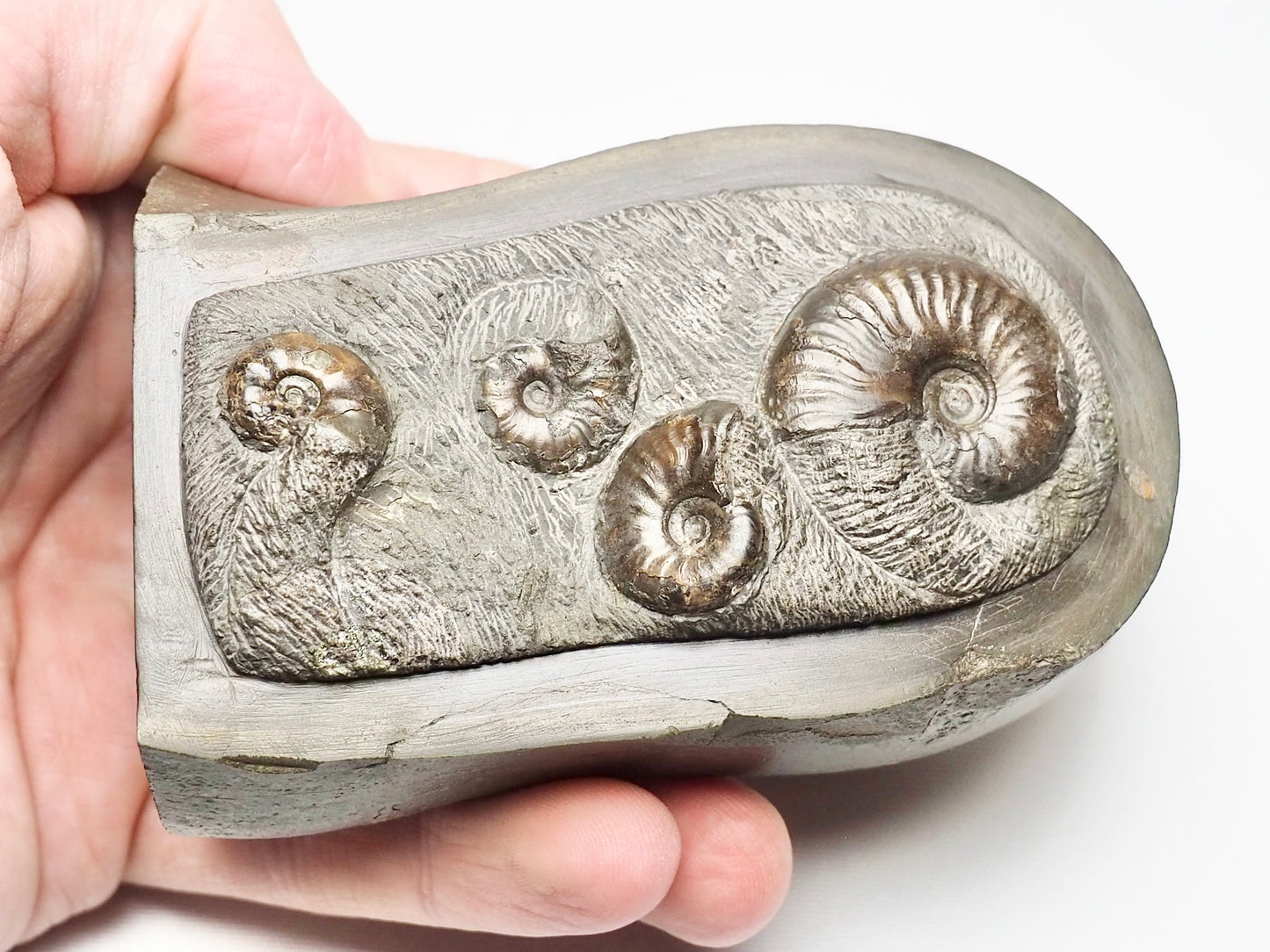 Tombstone Fossil - Eleganticeras Ammonite Display Piece