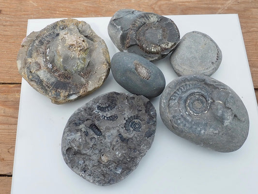 Prepare Your Own Fossils