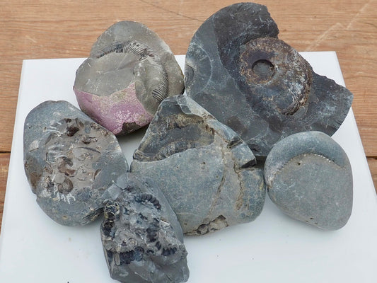 Prepare Your Own Fossils