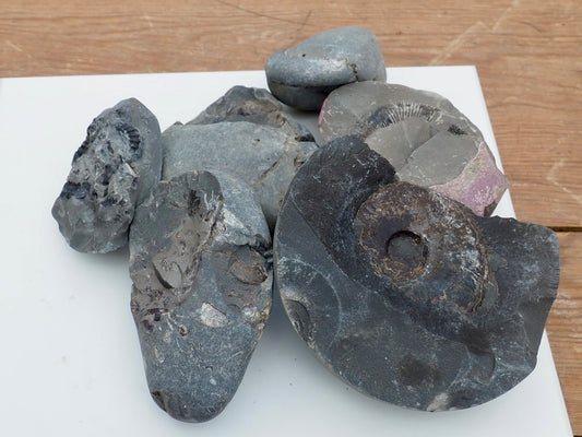 Prepare Your Own Fossils