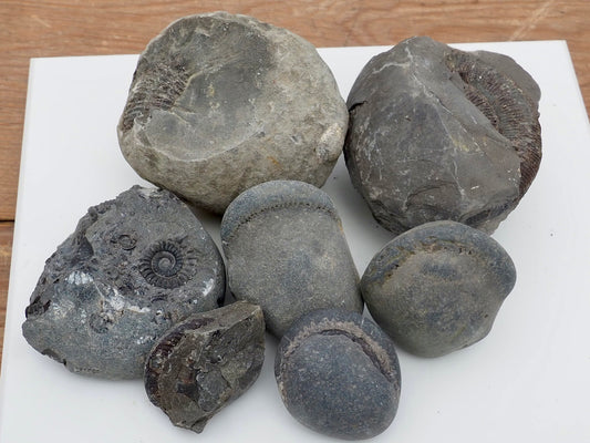 Prepare Your Own Fossils