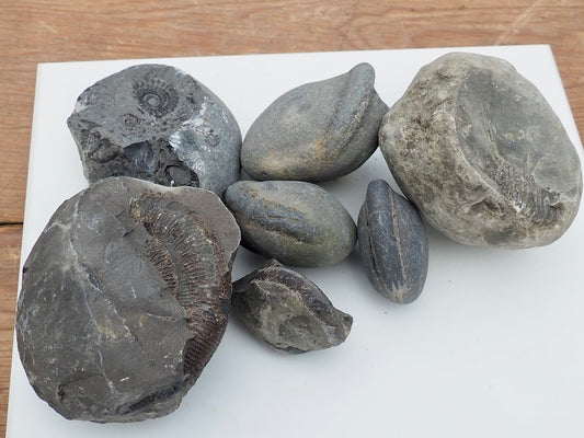 Prepare Your Own Fossils