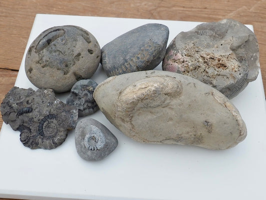 Prepare Your Own Fossils