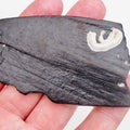 Whitby Jet Display Piece