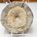 Ichthyosaur Vertebra Fossil – Jurassic Marine Reptile From Yorkshire
