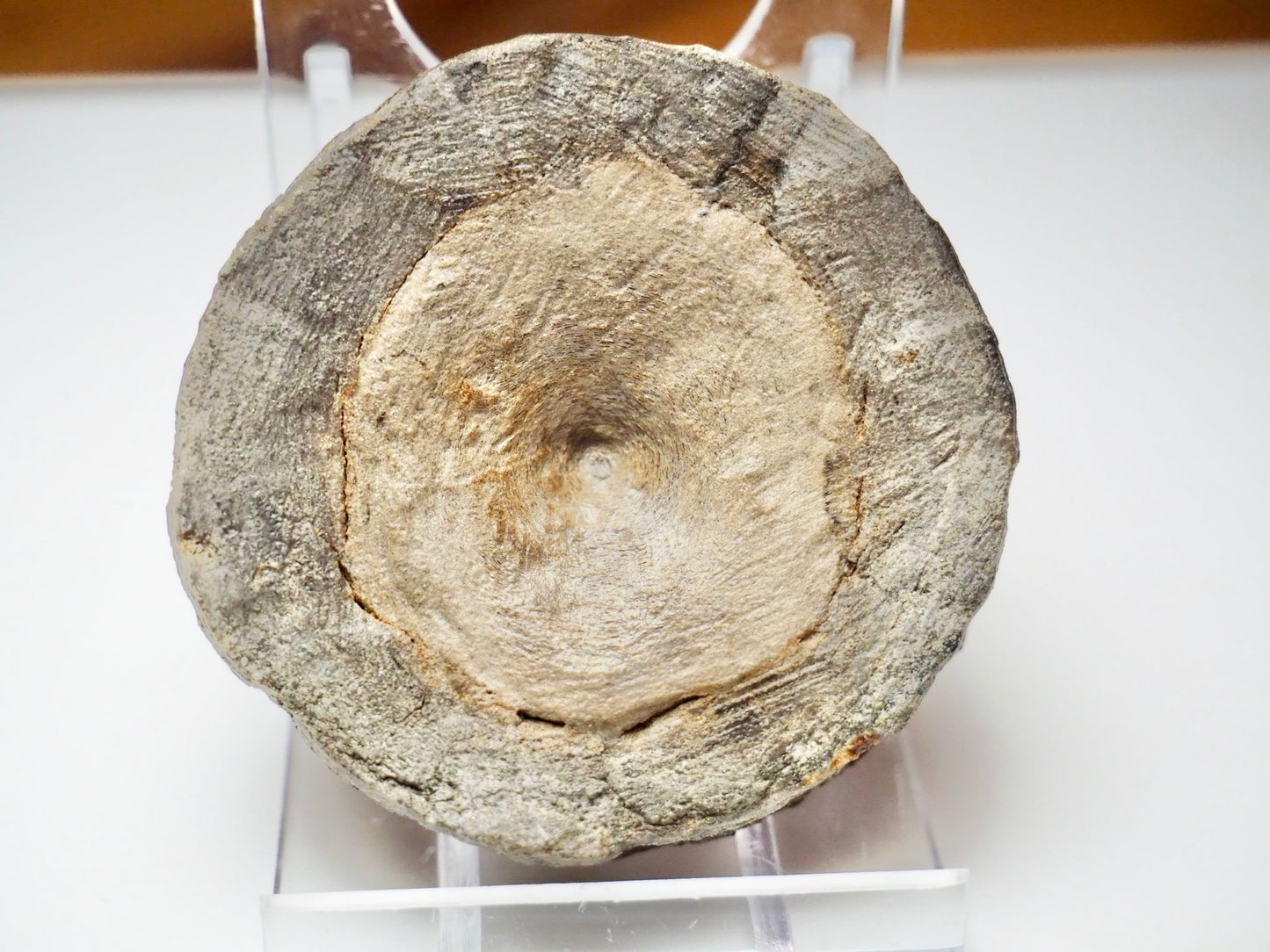 Ichthyosaur Vertebra Fossil – Jurassic Marine Reptile From Yorkshire