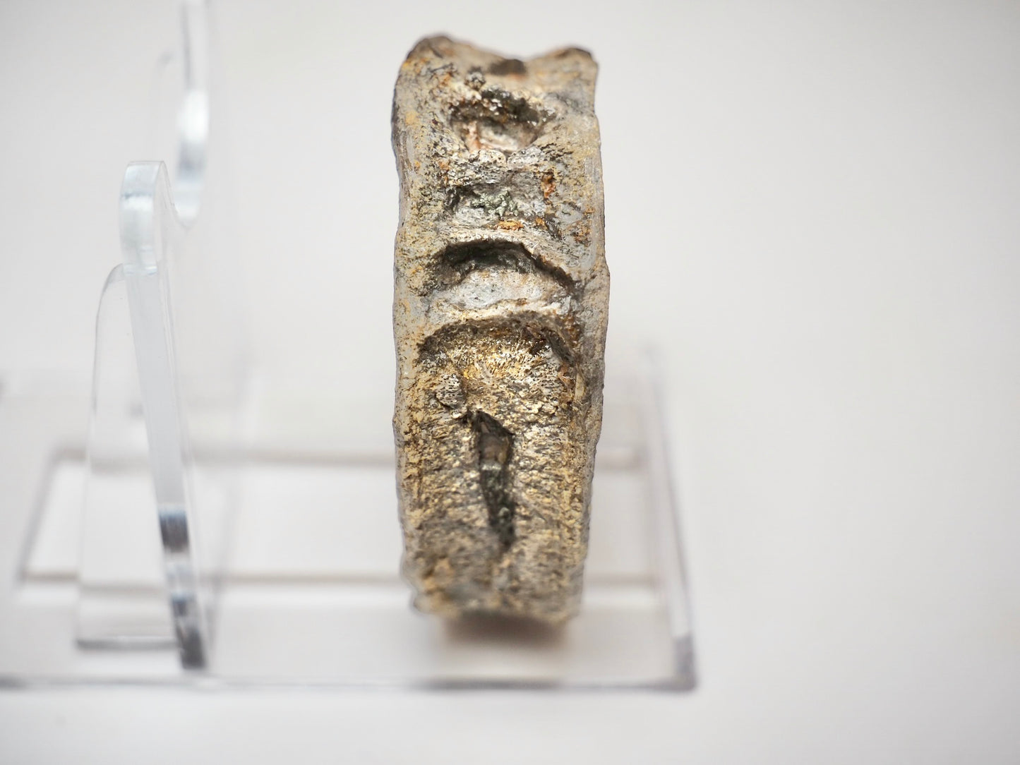 Ichthyosaur Vertebra Fossil – Jurassic Marine Reptile From Yorkshire