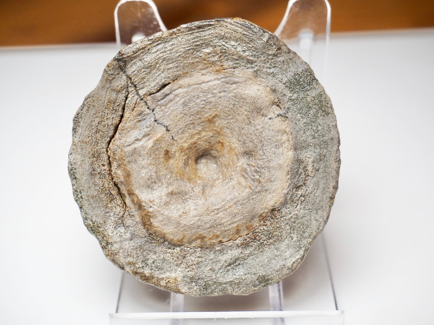 Ichthyosaur Vertebra Fossil – Jurassic Marine Reptile From Yorkshire