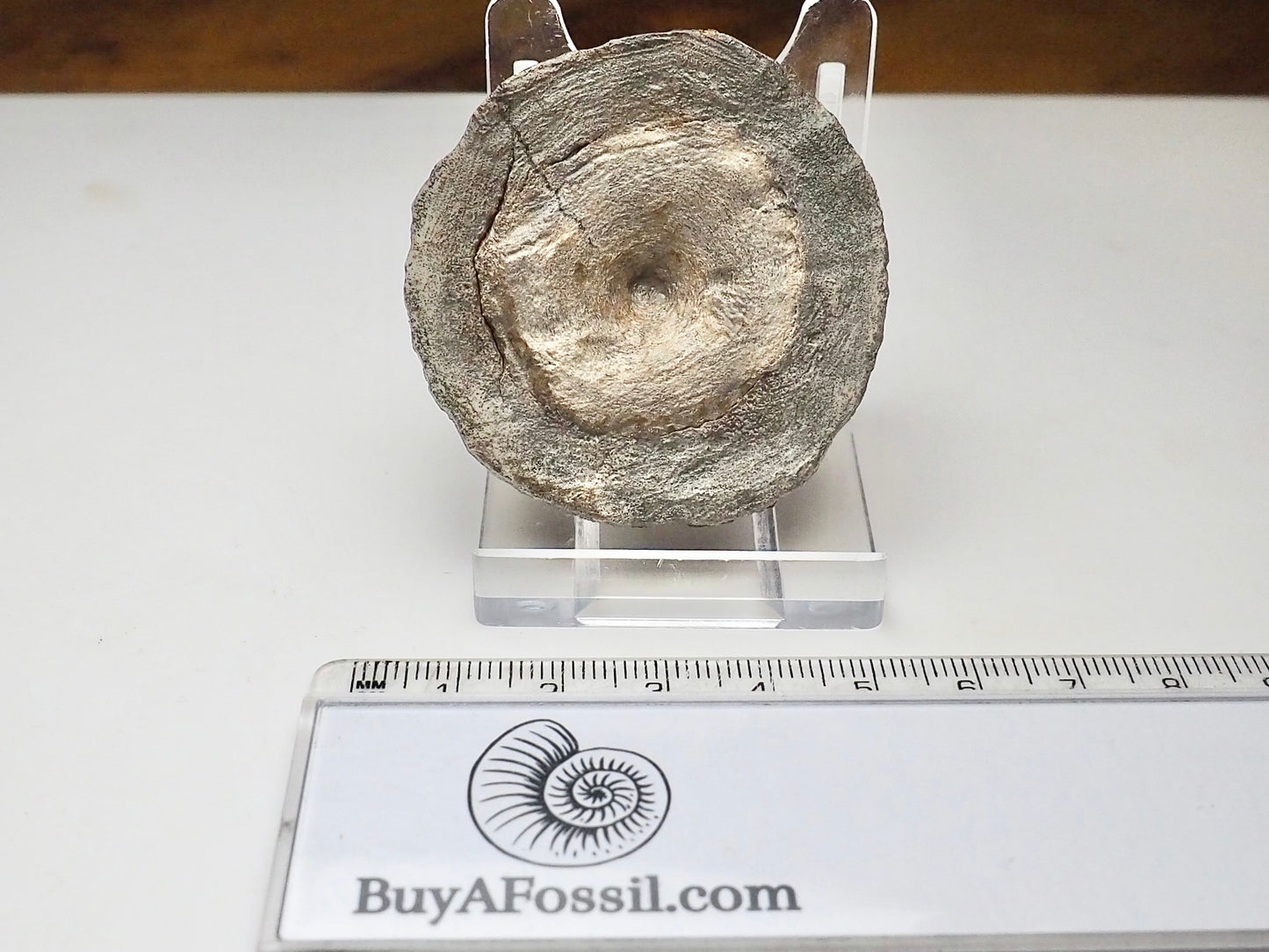 Ichthyosaur Vertebra Fossil – Jurassic Marine Reptile From Yorkshire