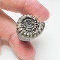 Gagaticeras Ammonite Fossil – Lower Lias Yorkshire Coast – 200 Million Years