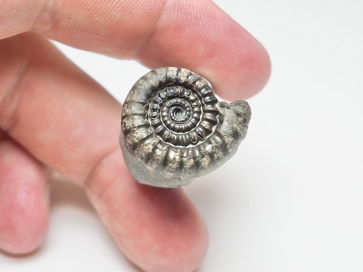 Gagaticeras Ammonite Fossil – Lower Lias Yorkshire Coast – 200 Million Years