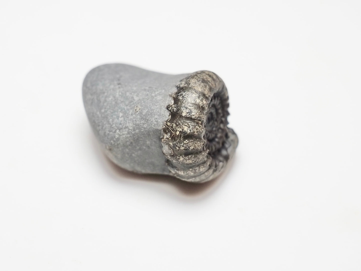 Gagaticeras Ammonite Fossil – Lower Lias Yorkshire Coast – 200 Million Years