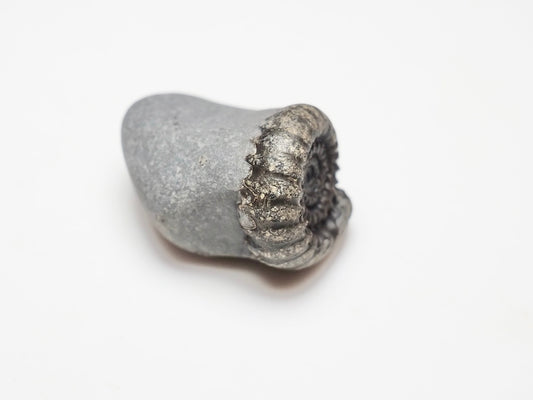 Gagaticeras Ammonite Fossil – Lower Lias Yorkshire Coast – 200 Million Years