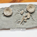 Ichthyosaur Fossil Bones & Teeth – Jurassic Shale Yorkshire Coast