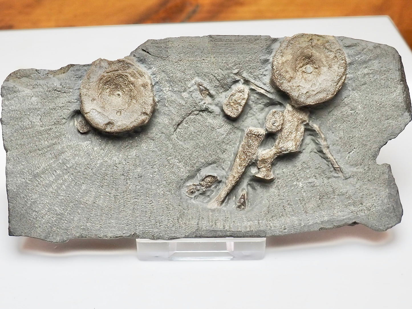 Ichthyosaur Fossil Bones & Teeth – Jurassic Shale Yorkshire Coast