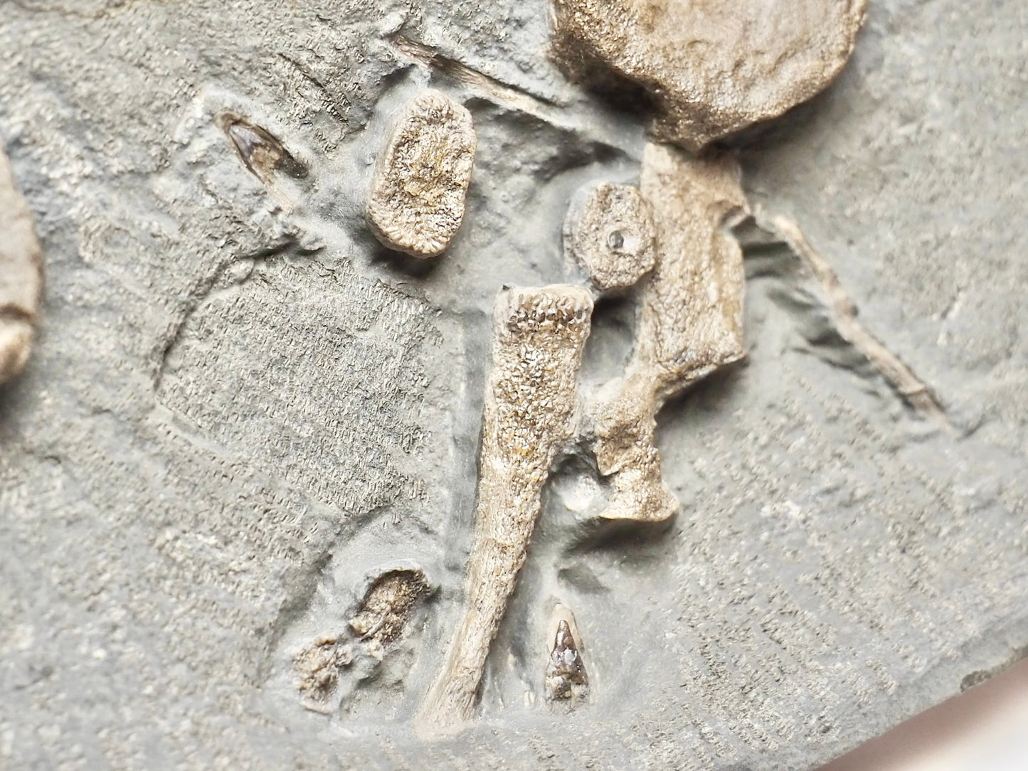 Ichthyosaur Fossil Bones & Teeth – Jurassic Shale Yorkshire Coast
