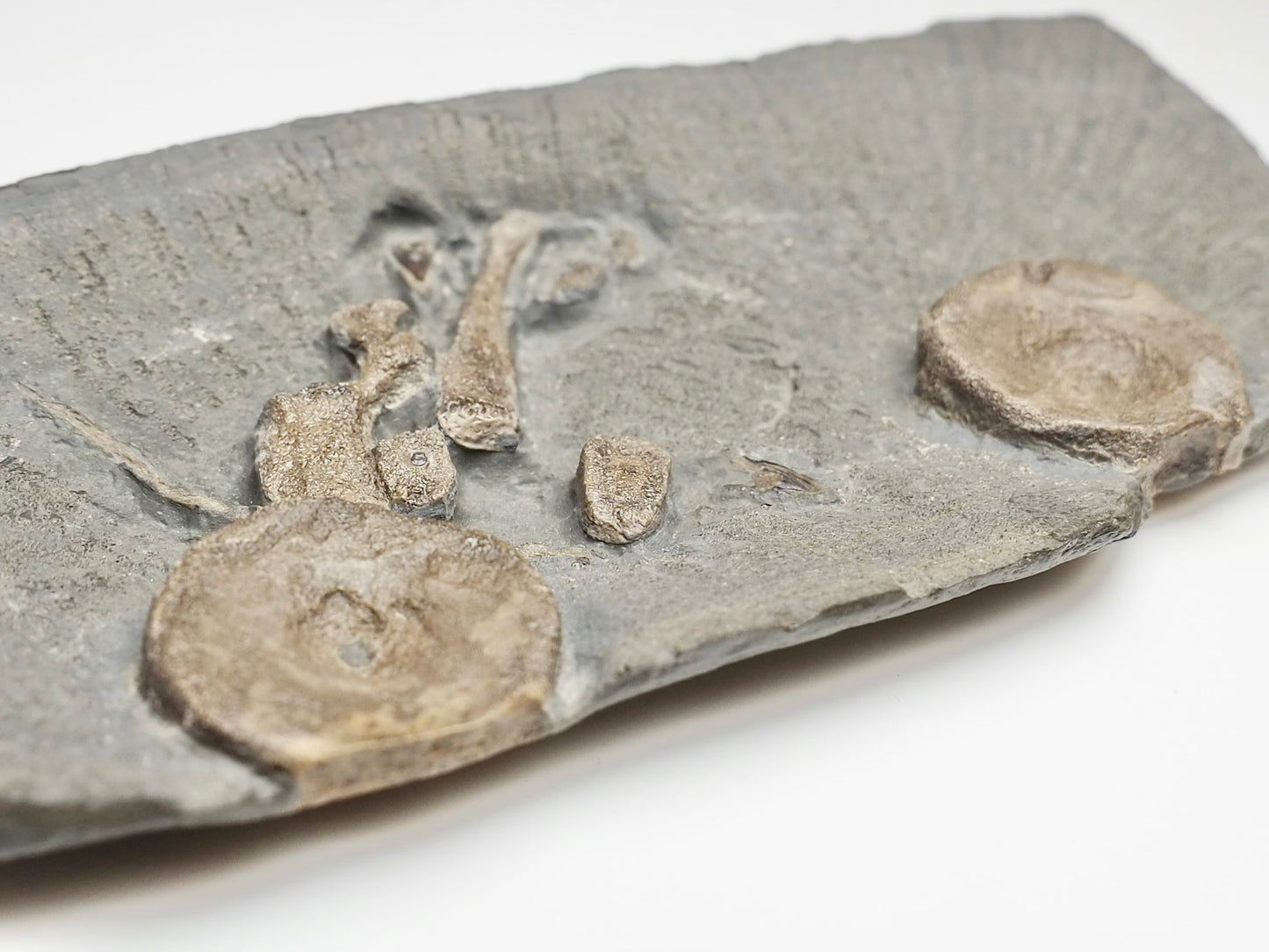 Ichthyosaur Fossil Bones & Teeth – Jurassic Shale Yorkshire Coast