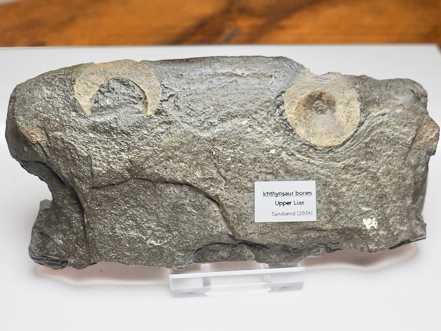 Ichthyosaur Fossil Bones & Teeth – Jurassic Shale Yorkshire Coast