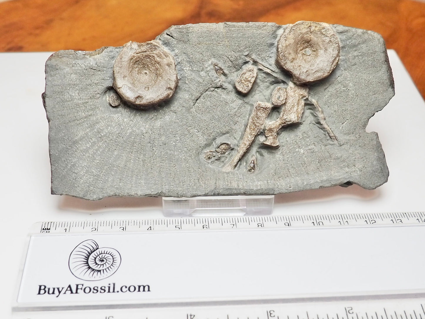 Ichthyosaur Fossil Bones & Teeth – Jurassic Shale Yorkshire Coast