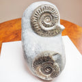 Rare Double Hildoceras Ammonite Fossil – Cut Base – Yorkshire Jurassic
