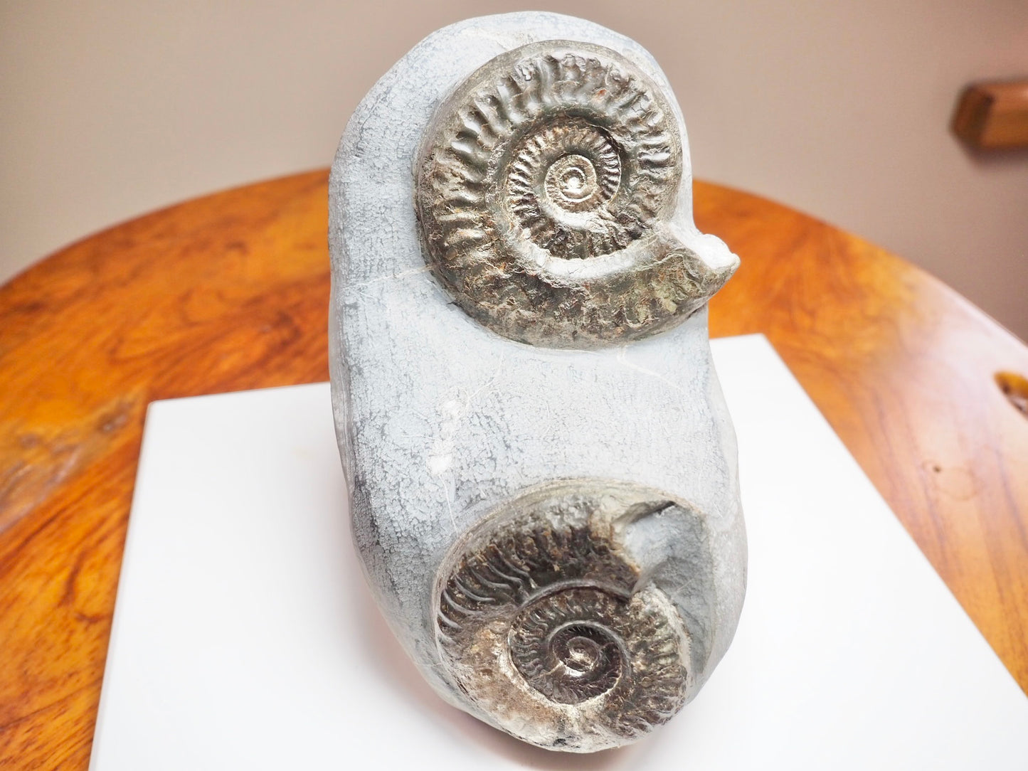 Rare Double Hildoceras Ammonite Fossil – Cut Base – Yorkshire Jurassic