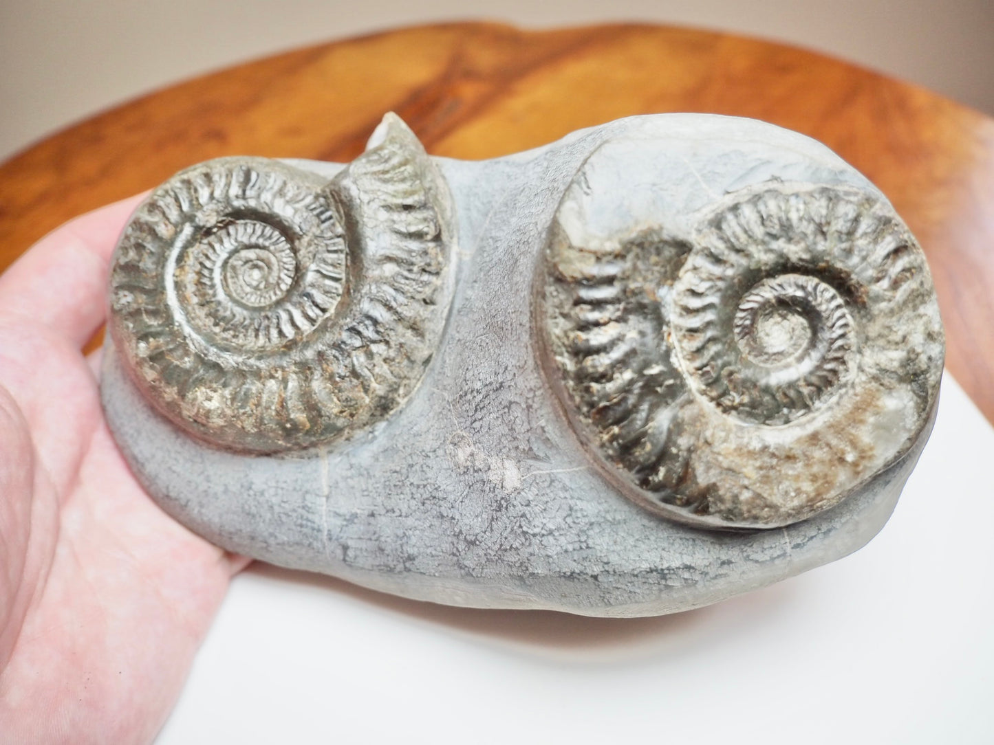 Rare Double Hildoceras Ammonite Fossil – Cut Base – Yorkshire Jurassic
