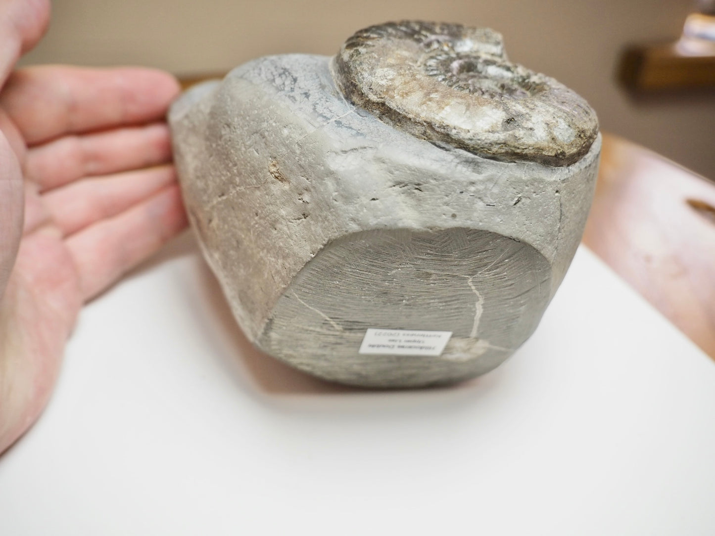 Rare Double Hildoceras Ammonite Fossil – Cut Base – Yorkshire Jurassic