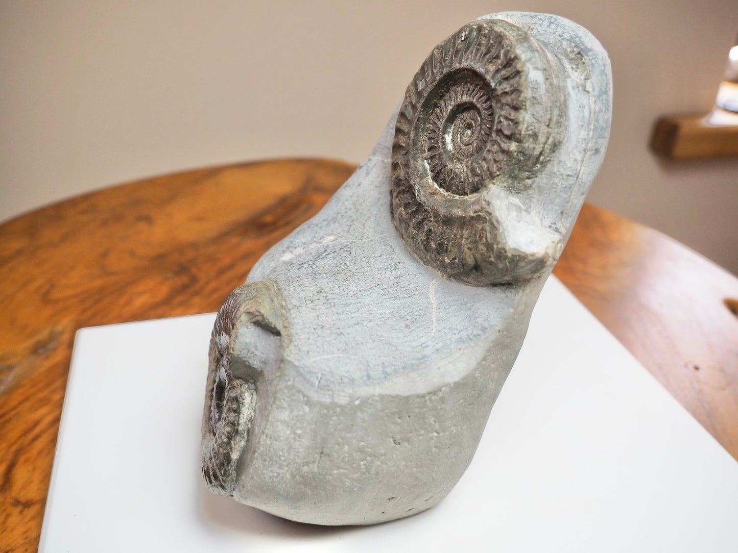 Rare Double Hildoceras Ammonite Fossil – Cut Base – Yorkshire Jurassic