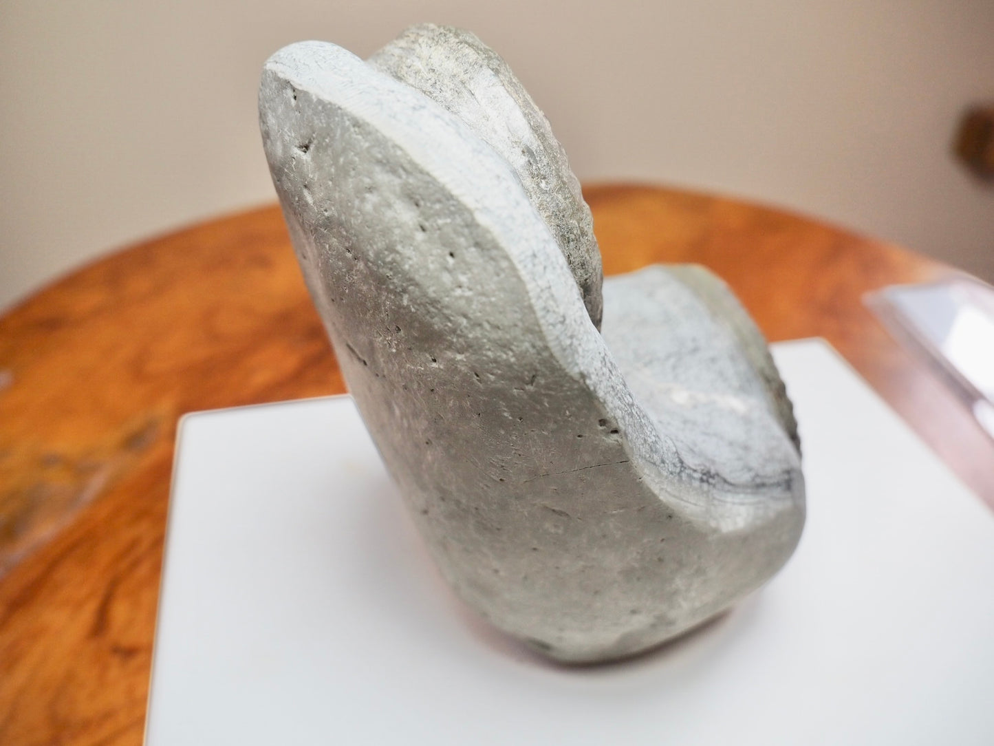 Rare Double Hildoceras Ammonite Fossil – Cut Base – Yorkshire Jurassic