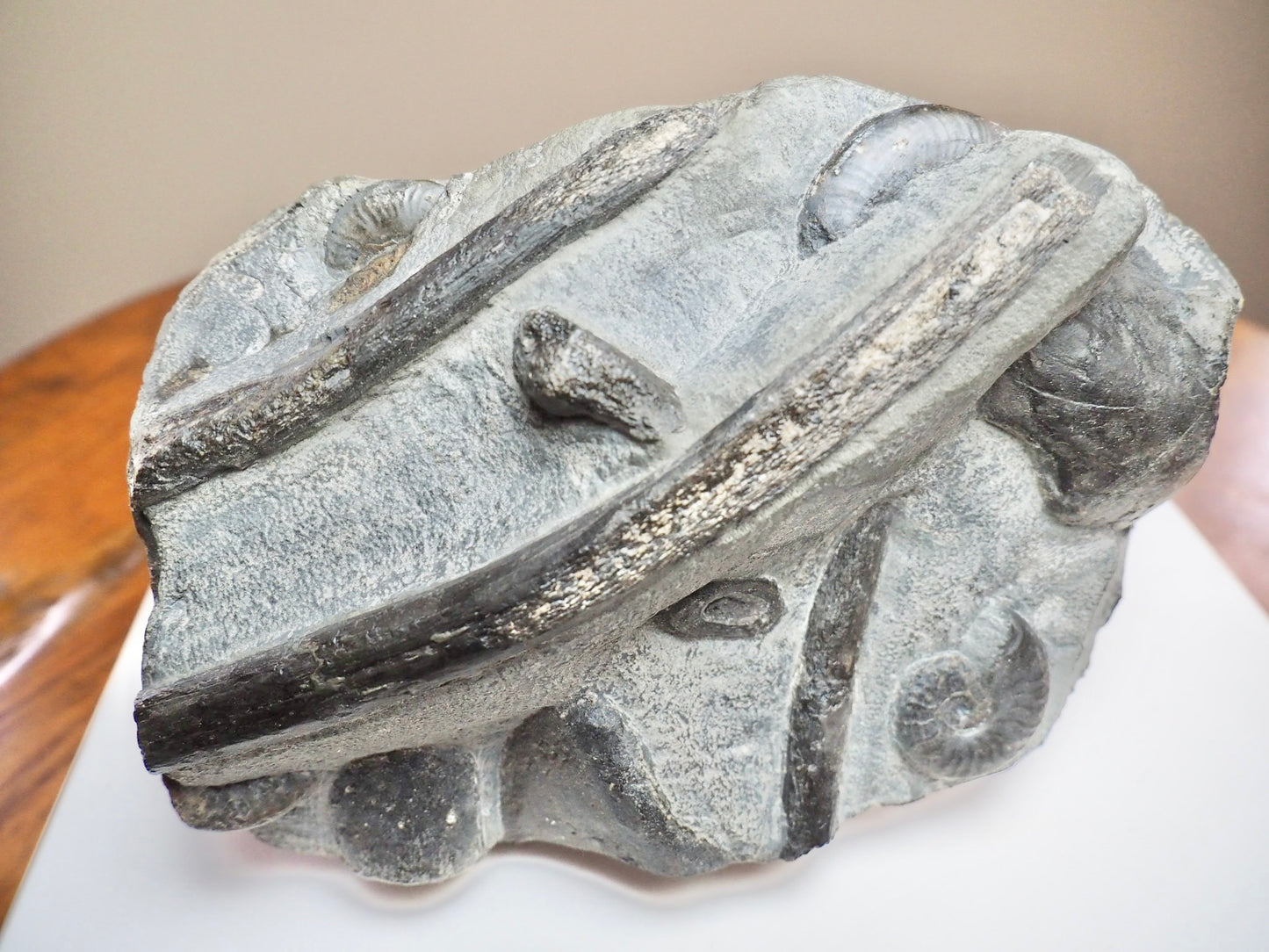Rare Black Ichthyosaur Bone Block – Jet Rock Yorkshire Coast Fossil