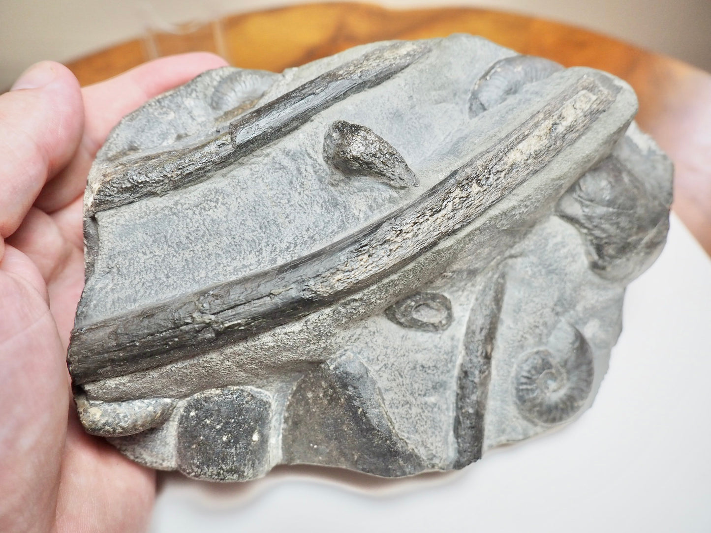 Rare Black Ichthyosaur Bone Block – Jet Rock Yorkshire Coast Fossil