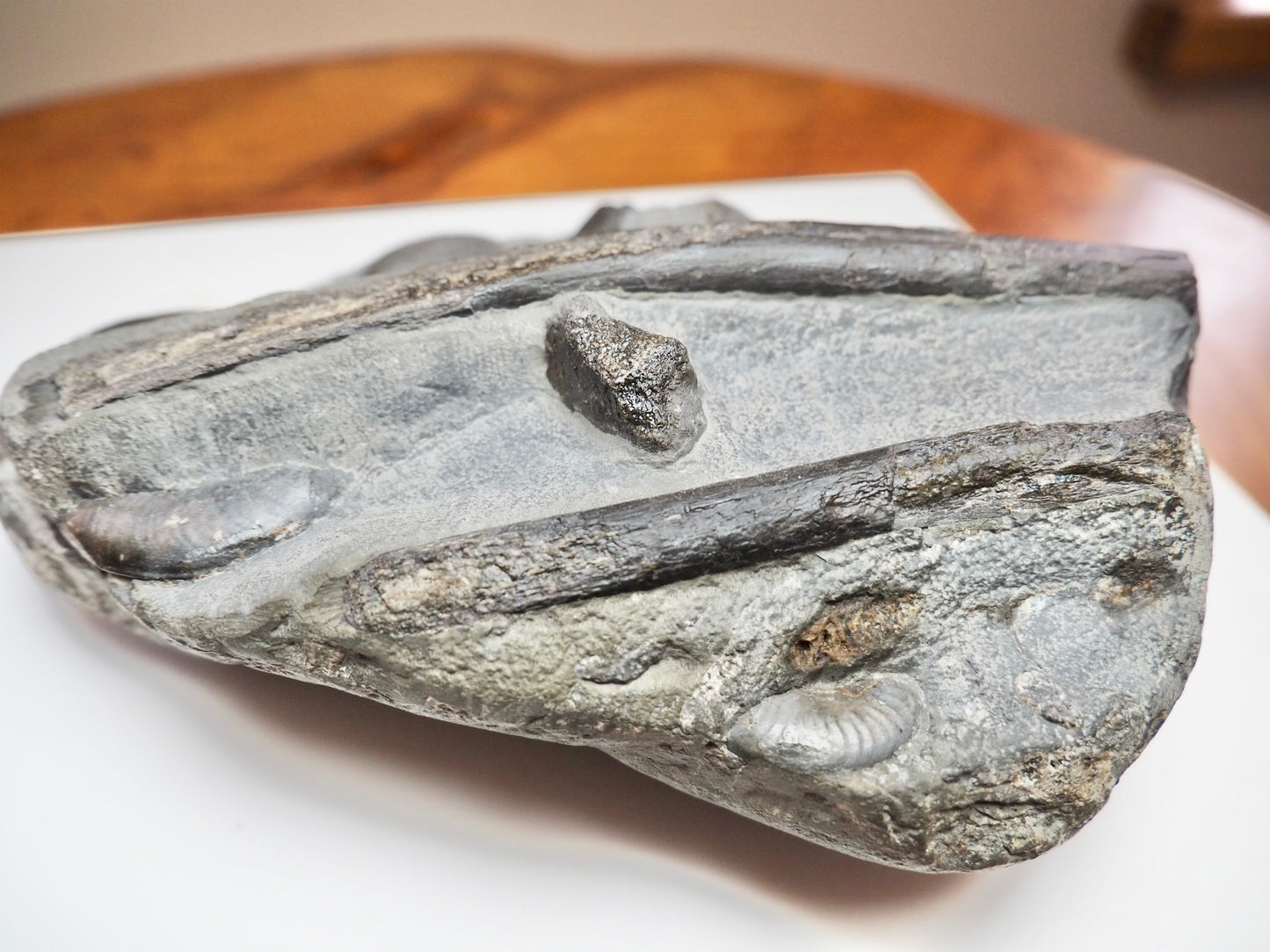 Rare Black Ichthyosaur Bone Block – Jet Rock Yorkshire Coast Fossil