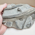 Rare Black Ichthyosaur Bone Block – Jet Rock Yorkshire Coast Fossil