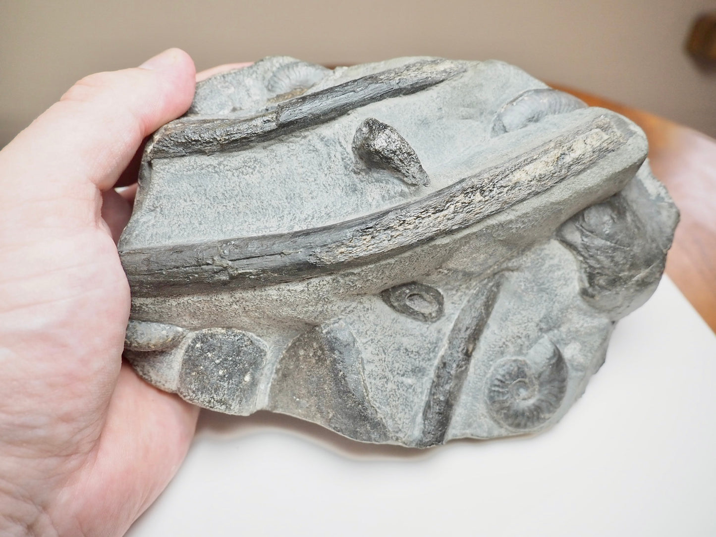 Rare Black Ichthyosaur Bone Block – Jet Rock Yorkshire Coast Fossil