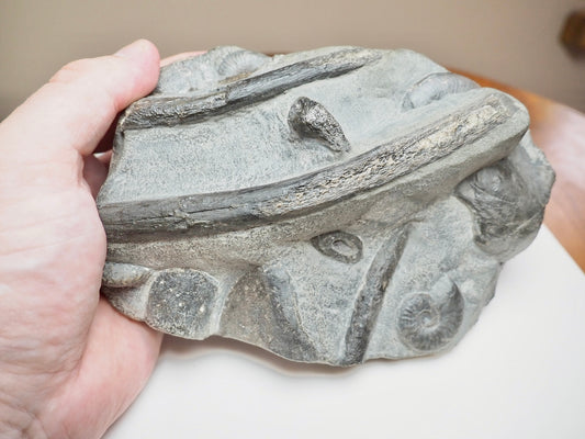 Rare Black Ichthyosaur Bone Block – Jet Rock Yorkshire Coast Fossil