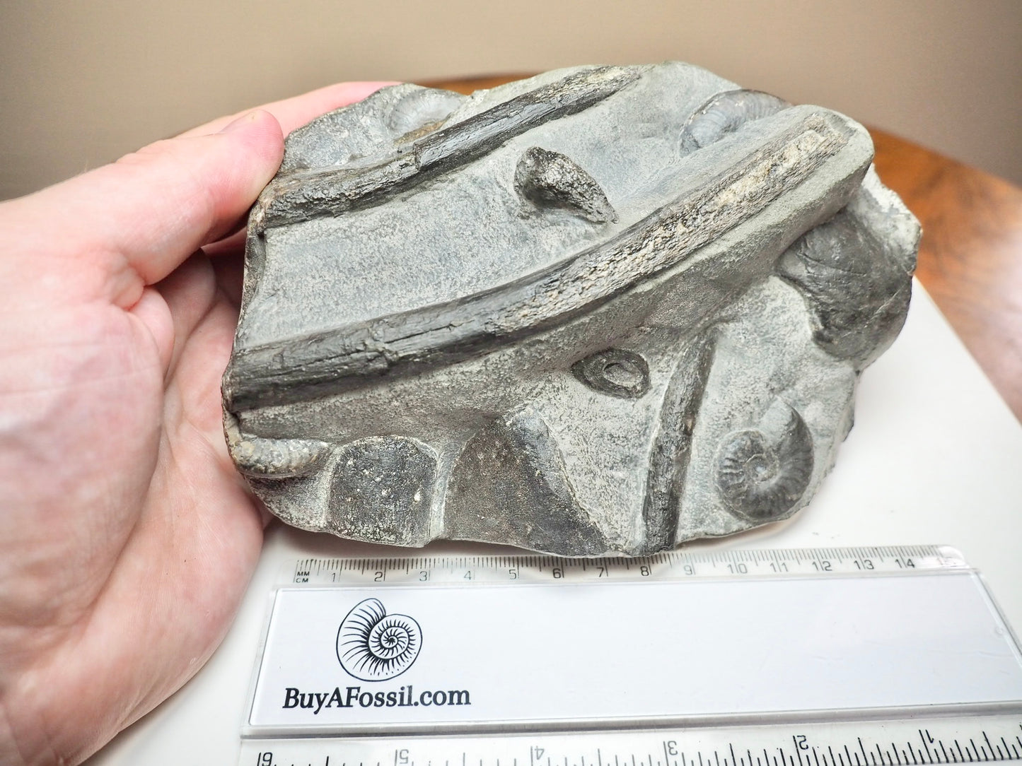 Rare Black Ichthyosaur Bone Block – Jet Rock Yorkshire Coast Fossil