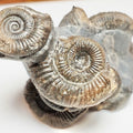 Dactylioceras Ammonite Cluster – 7 Ammonite Keels – Yorkshire Jurassic