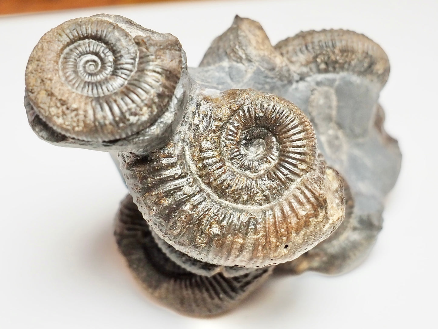 Dactylioceras Ammonite Cluster – 7 Ammonite Keels – Yorkshire Jurassic