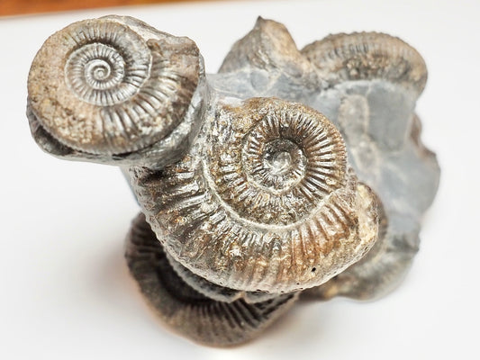 Dactylioceras Ammonite Cluster – 7 Ammonite Keels – Yorkshire Jurassic