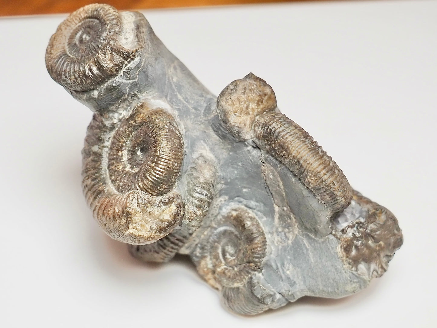 Dactylioceras Ammonite Cluster – 7 Ammonite Keels – Yorkshire Jurassic