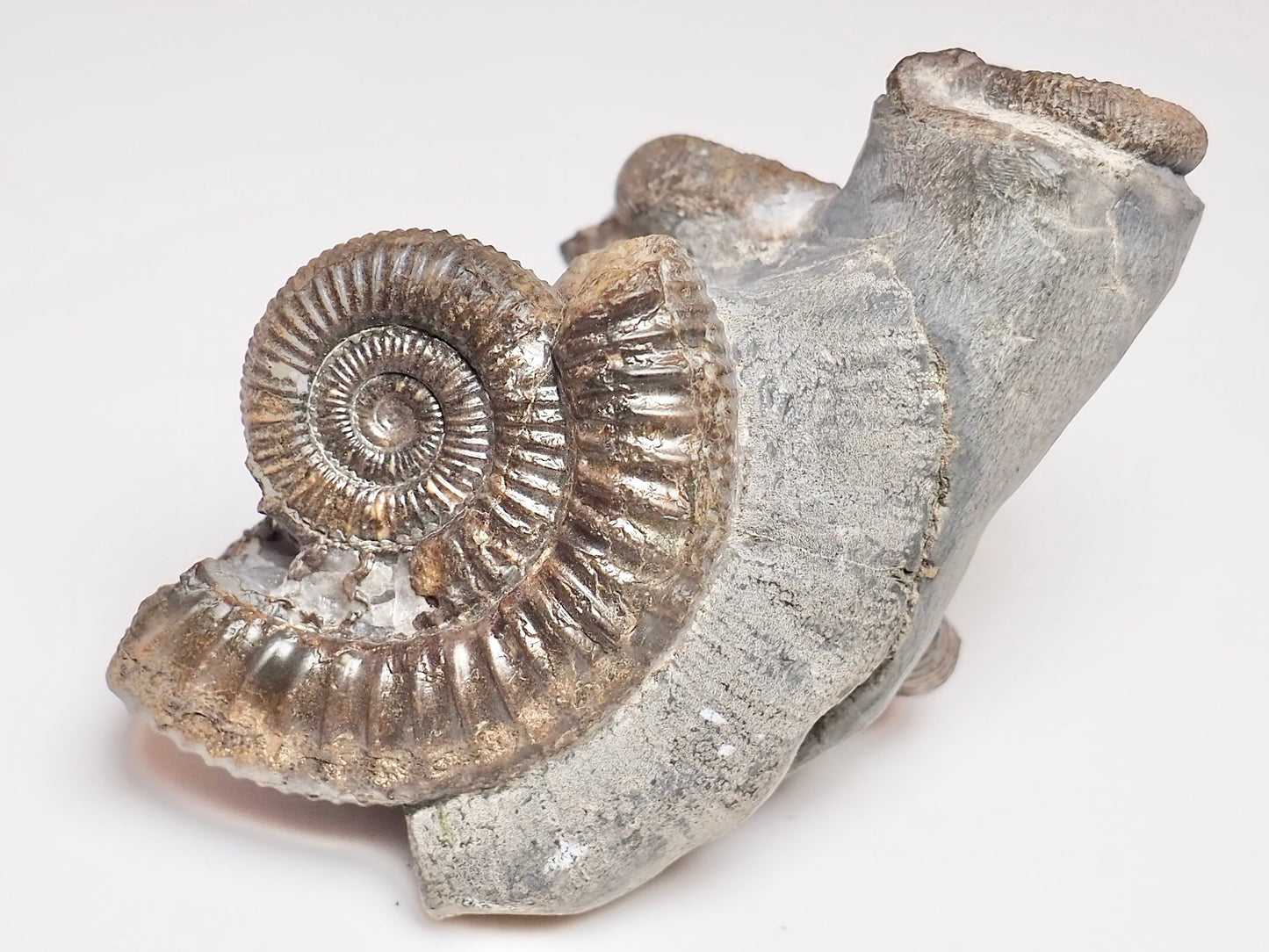 Dactylioceras Ammonite Cluster – 7 Ammonite Keels – Yorkshire Jurassic