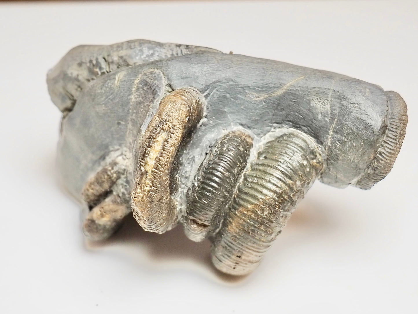 Dactylioceras Ammonite Cluster – 7 Ammonite Keels – Yorkshire Jurassic