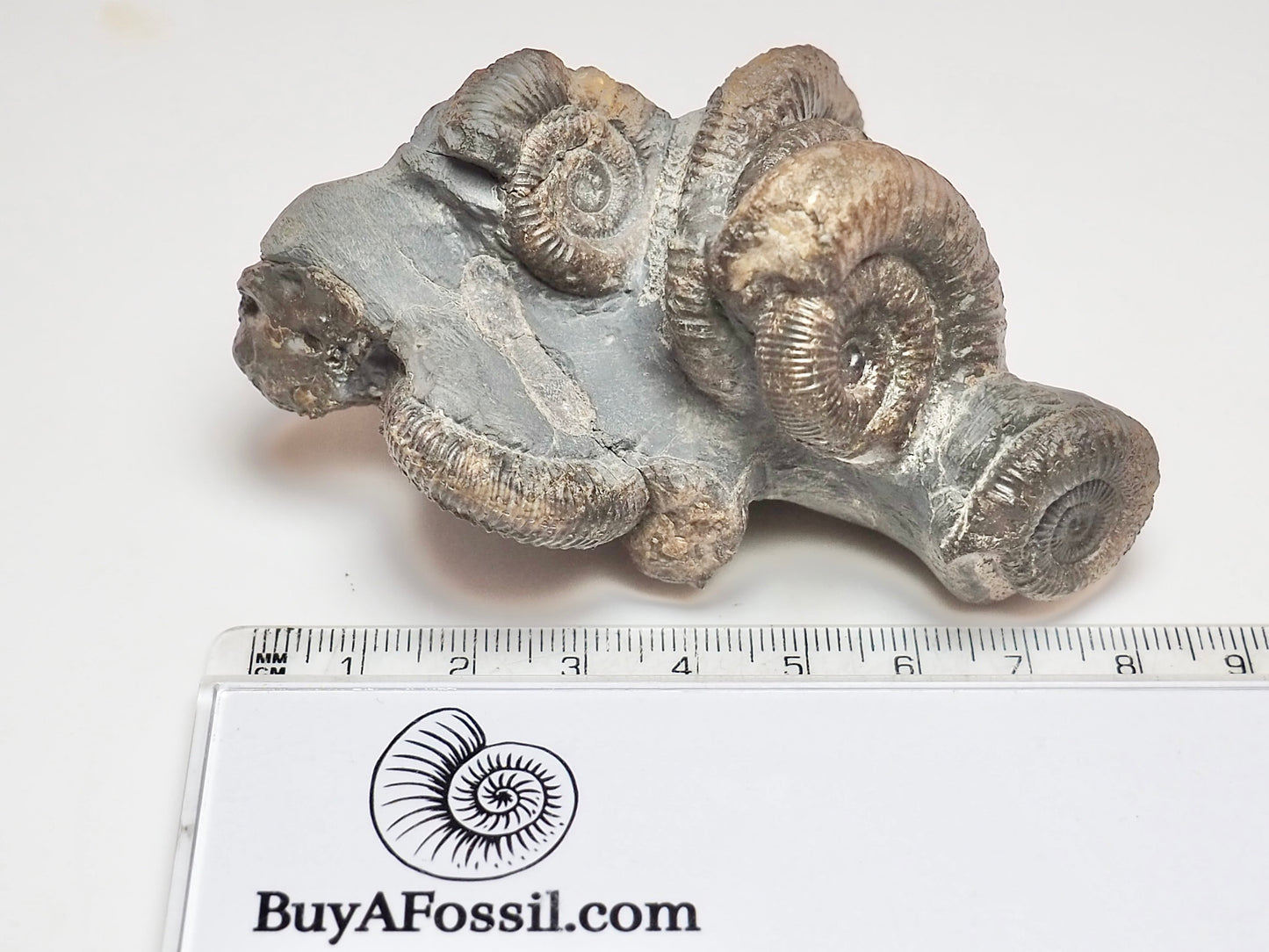 Dactylioceras Ammonite Cluster – 7 Ammonite Keels – Yorkshire Jurassic