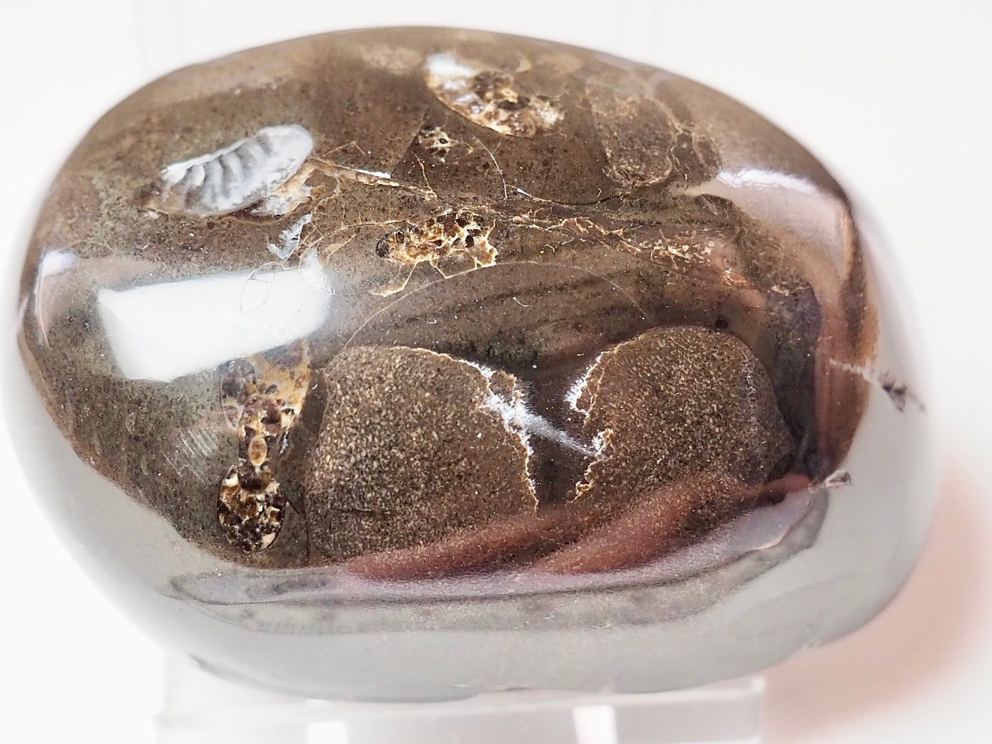 Polished Ichthyosaur Bone Pebble – Jurassic Yorkshire Coast Fossil