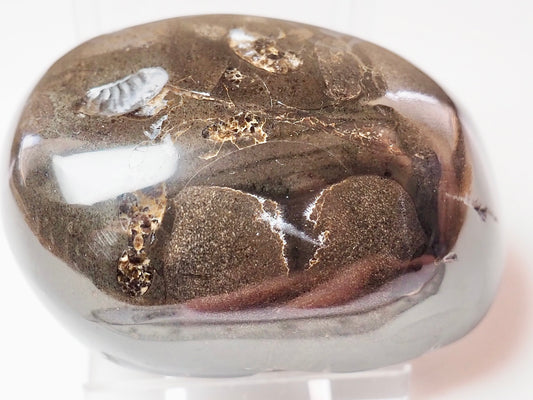 Polished Ichthyosaur Bone Pebble – Jurassic Yorkshire Coast Fossil