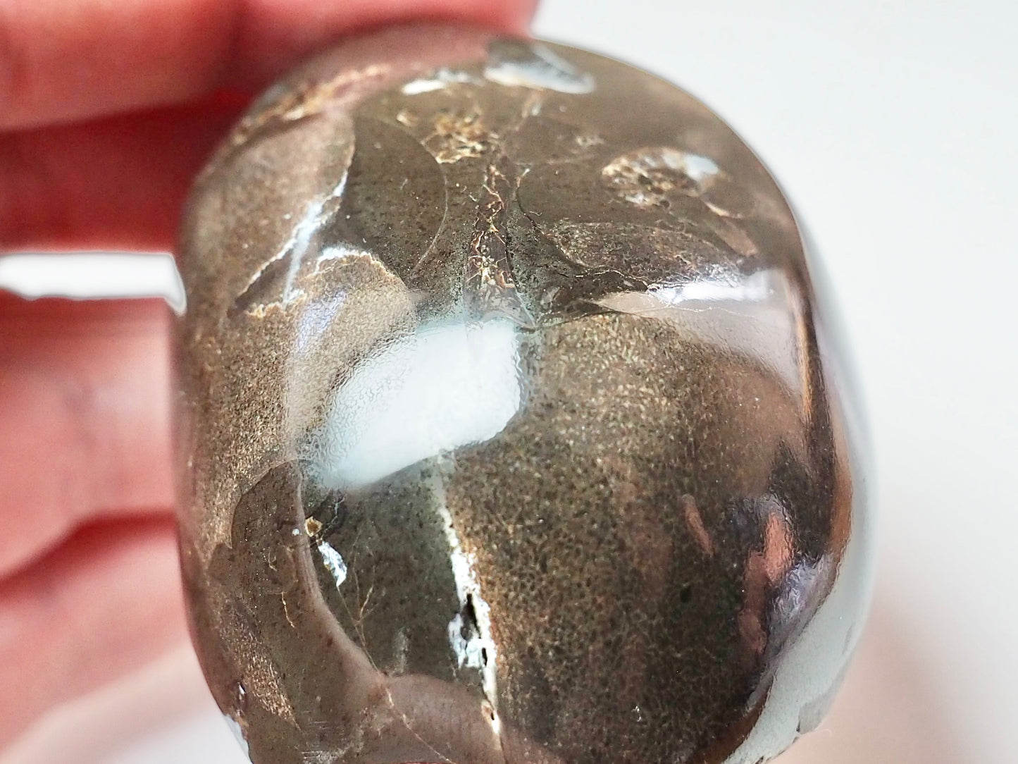 Polished Ichthyosaur Bone Pebble – Jurassic Yorkshire Coast Fossil