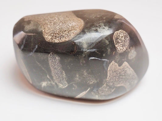 Polished Ichthyosaur Bone Pebble – Jurassic Yorkshire Coast Fossil