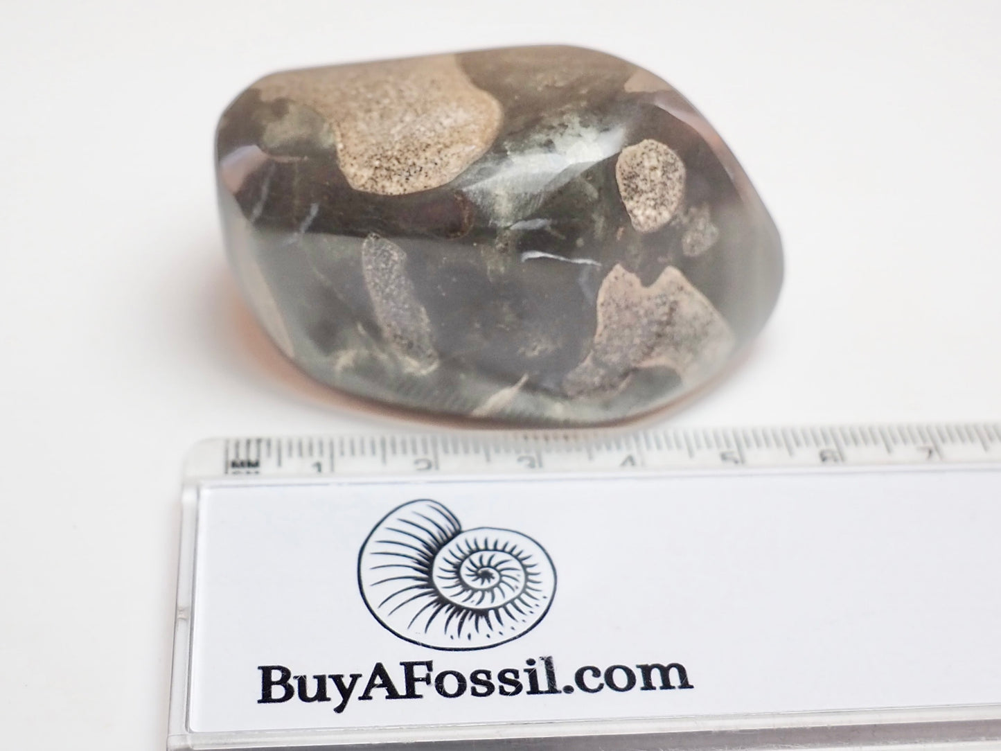 Polished Ichthyosaur Bone Pebble – Jurassic Yorkshire Coast Fossil