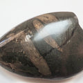 Polished Ichthyosaur Rib Bone Pebble – Jurassic Yorkshire Fossil