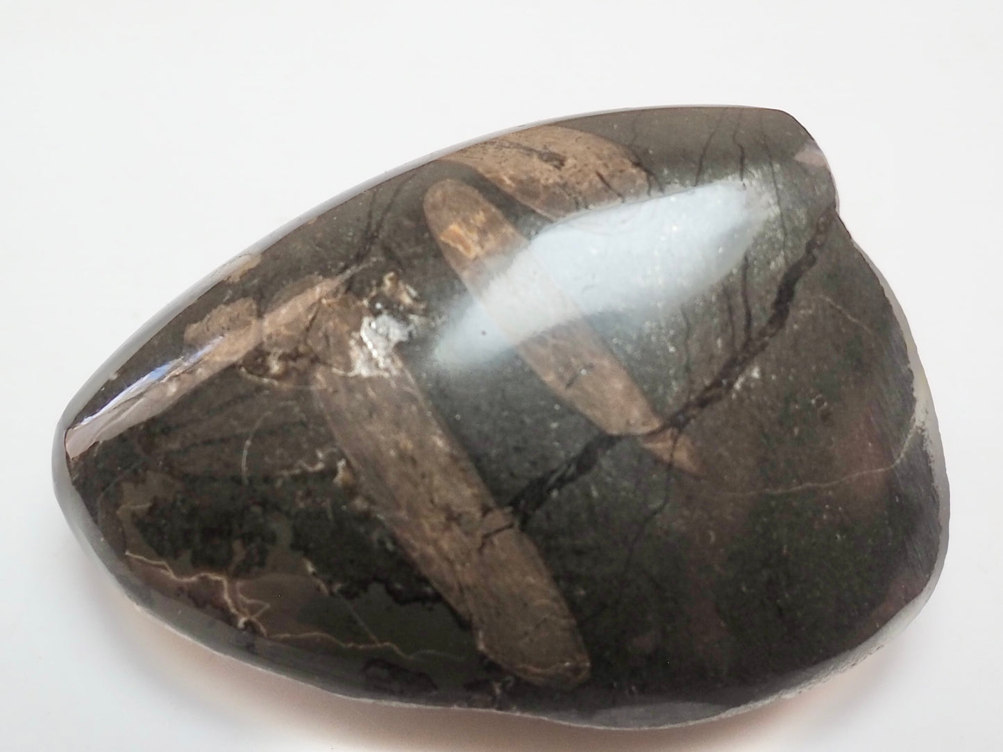Polished Ichthyosaur Rib Bone Pebble – Jurassic Yorkshire Fossil